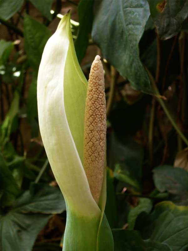 Alocasia Macrorrhiza Flower seeds for Planting Garden Favorite Heirloom & GMO Free Seeds for Home Garden