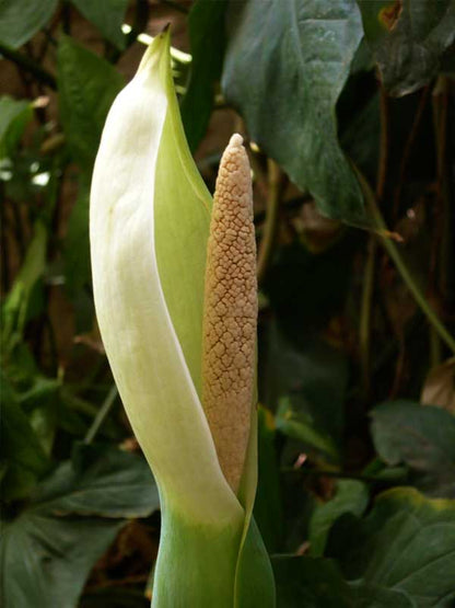 Alocasia Macrorrhiza Flower seeds for Planting Garden Favorite Heirloom & GMO Free Seeds for Home Garden