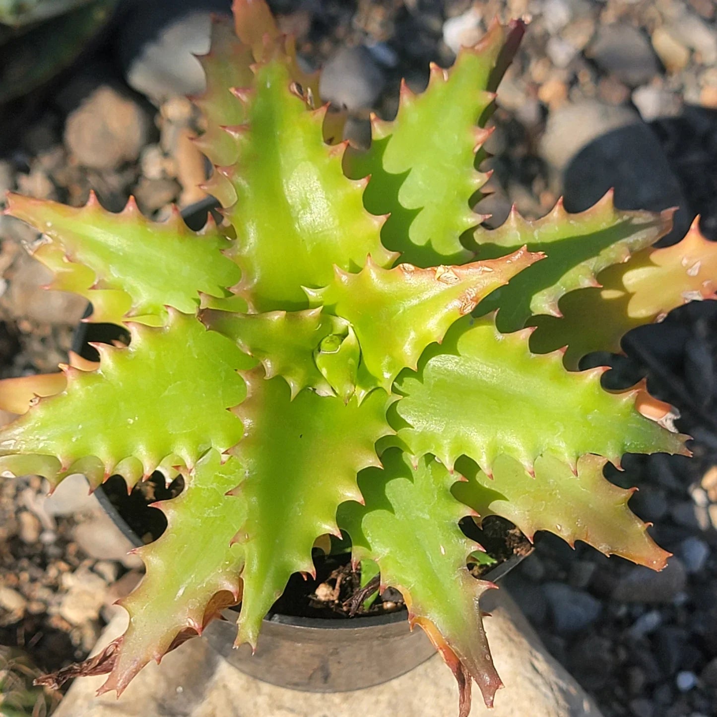 Premium Hechtia Sp Tehuacan Flower seeds for Planting Pollinator Friendly, Heirloom & GMO Free Seeds for Home Garden seeds