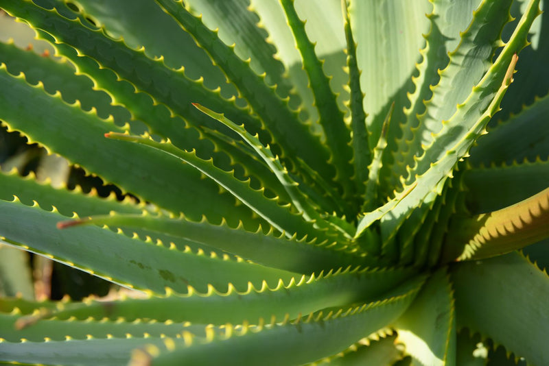 Aloe Cameron Seeds Germination in Potting Soil