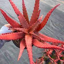 Premium Non-GMO Aloe Cameron Violet Seeds Pack