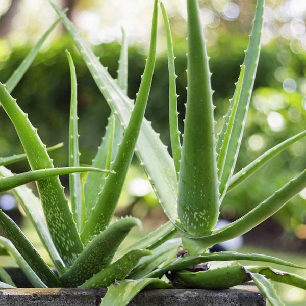 Edible Aloe Vera Flower seeds for Planting - Colorful Display, Heirloom & GMO Free Seeds for Home Garden