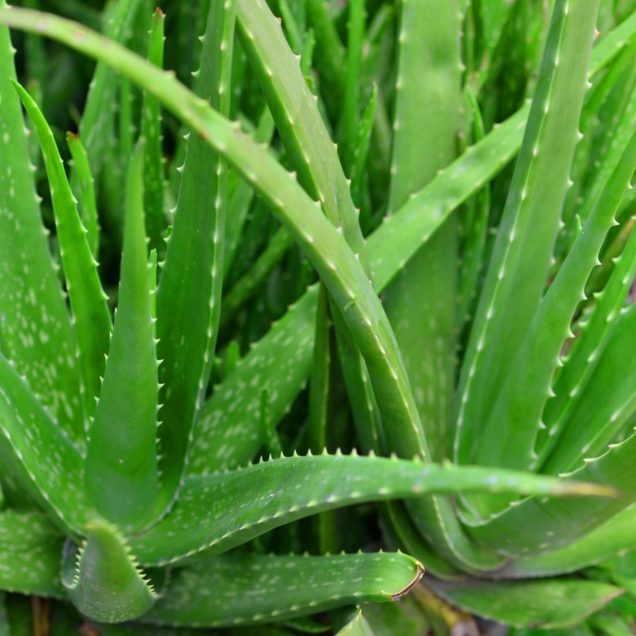 Light Green Aloe Vera Flower seeds for Planting - Low Maintenance, Heirloom & GMO Free Seeds for Home Garden