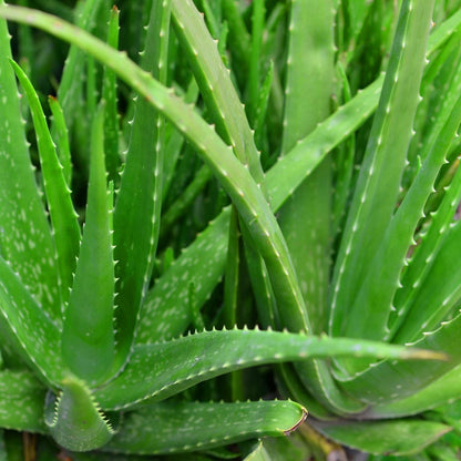 Light Green Aloe Vera Flower seeds for Planting - Low Maintenance, Heirloom & GMO Free Seeds for Home Garden