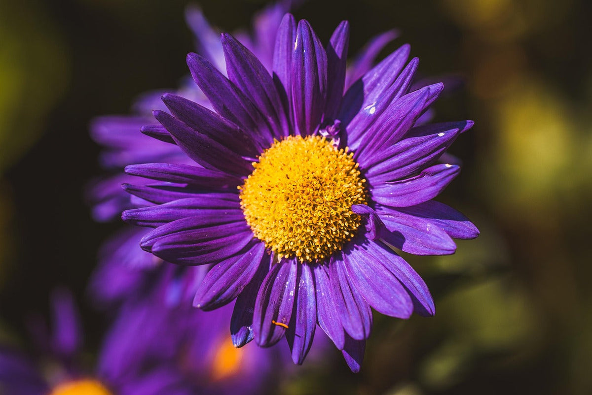 Purple Marigold Flower seeds for Planting Cottage Garden Essential Heirloom & GMO Free Seeds for Home Garden