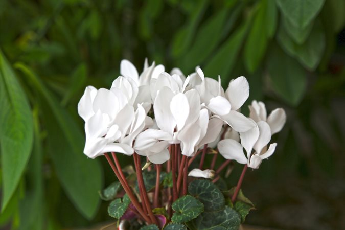 High quality White Cyclamen Flower seeds for Planting Drought Tolerant, Heirloom & GMO Free Seeds for Home Garden seeds pack