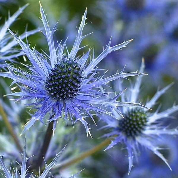 Blue Sea Holly Flower seeds for Planting Seasonal Bloomer, Heirloom & GMO Free Seeds for Home Garden Sale vegetable and garden seeds