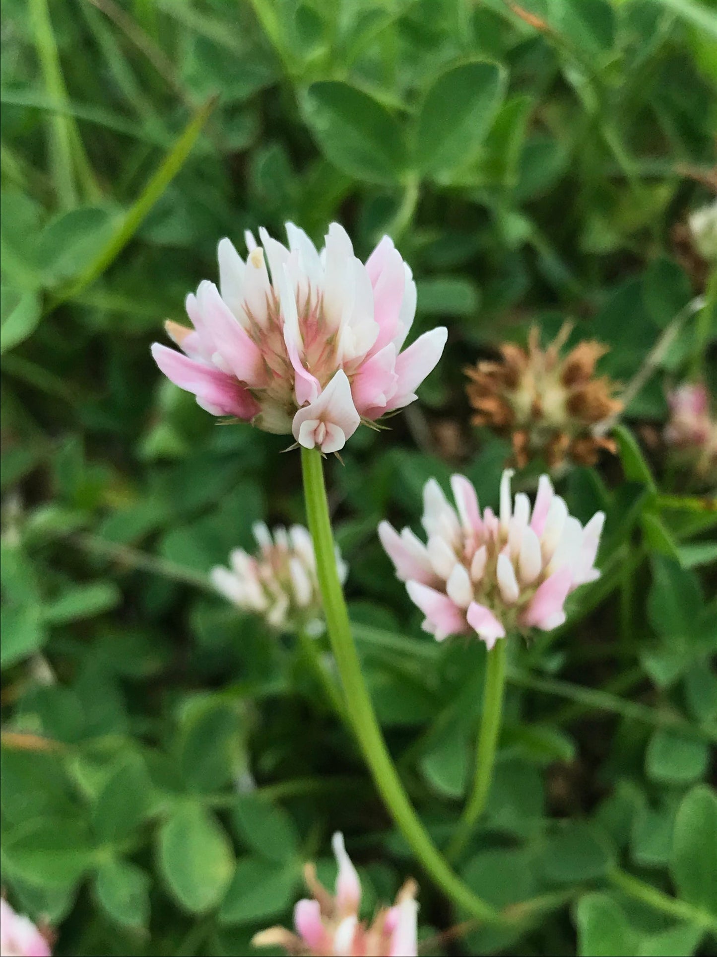 Alsike Clover growing in a lush meadow
