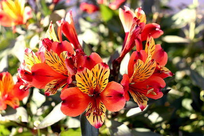 "Alstroemeria Flower seeds for Planting Bright Blooms Heirloom & GMO Free Seeds for Home Garden