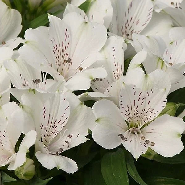 White Alstroemeria Flower seeds for Planting Hardy Variety, Heirloom & GMO Free Seeds for Home Garden vegetable and garden seeds
