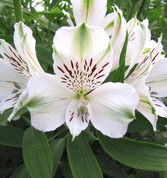 High quality White Alstroemeria Flower seeds for Planting Hardy Variety, Heirloom & GMO Free Seeds for Home Garden seeds pack