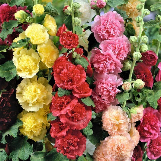 Althaea Rosea Mixed Flower Seeds for Planting