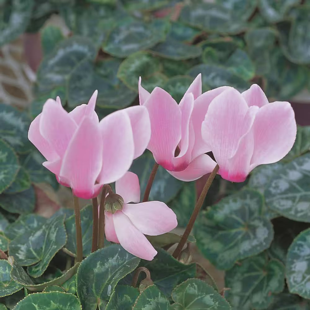 Premium Pale Pink Cyclamen Flower seeds for Planting Shade Tolerant, Heirloom & GMO Free Seeds for Home Garden seeds