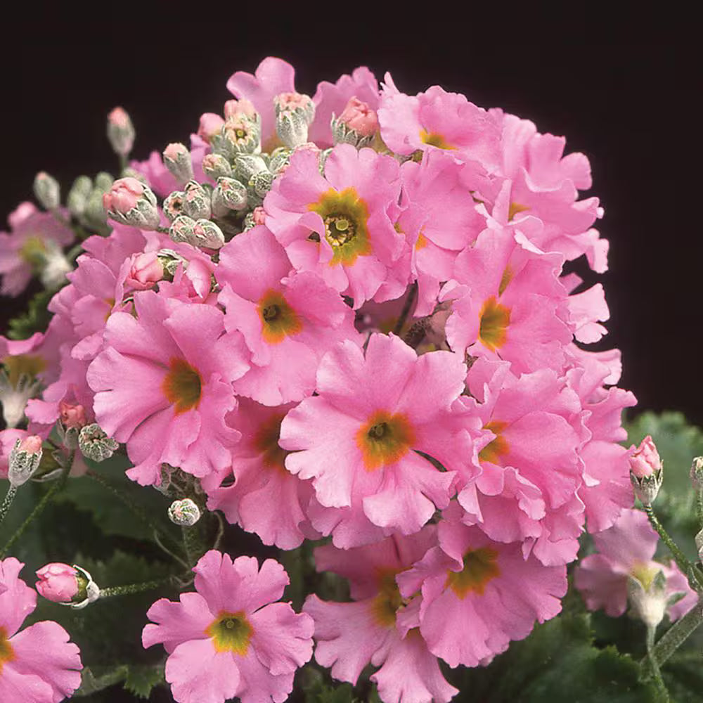 High quality Pink Primula Malacoides Flower seeds for Planting Premium Quality, Heirloom & GMO Free Seeds for Home Garden seeds pack