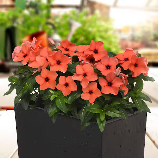 Premium Orange Periwinkle Flower seeds for Planting Pollinator Friendly, Heirloom & GMO Free Seeds for Home Garden seeds