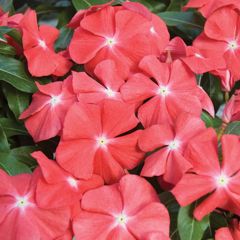 High quality Orange Periwinkle Flower seeds for Planting Pollinator Friendly, Heirloom & GMO Free Seeds for Home Garden seeds pack