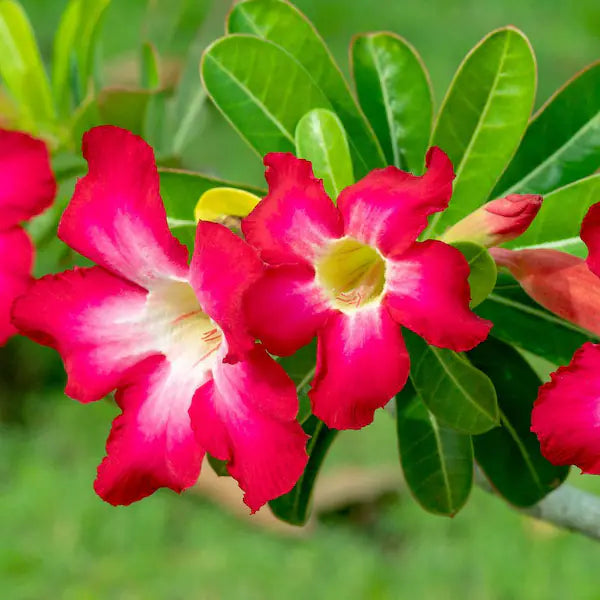 Adenium Desert Flower seeds for Planting Easy to Grow, Heirloom & GMO Free Seeds for Home Garden vegetable and garden seeds