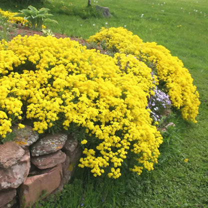 Alyssum Flower seeds for Planting Compact Growth Heirloom & GMO Free Seeds for Home Garden
