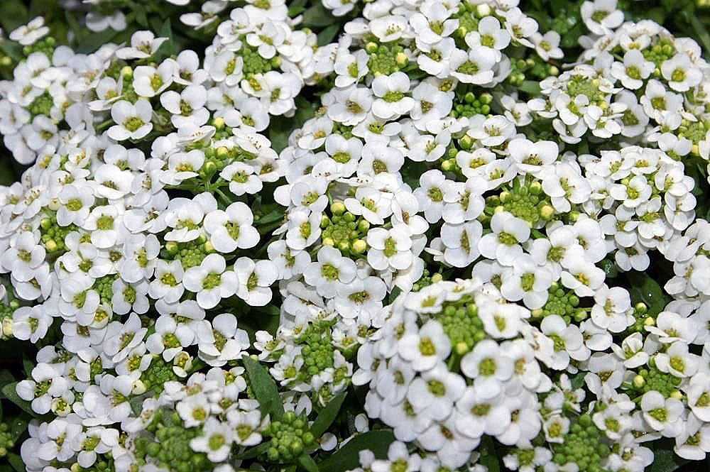 Alyssum Ground Cover Flower seeds for Planting, Easy to Grow Heirloom & GMO Free Seeds for Home Garden