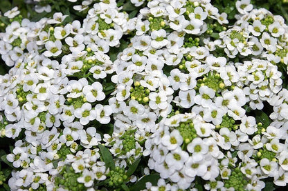 Alyssum Ground Cover Flower seeds for Planting, Easy to Grow Heirloom & GMO Free Seeds for Home Garden