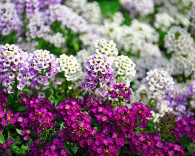 High quality Lobularia Maritima Flower seeds for Planting Pollinator Friendly, Heirloom & GMO Free Seeds for Home Garden seeds pack