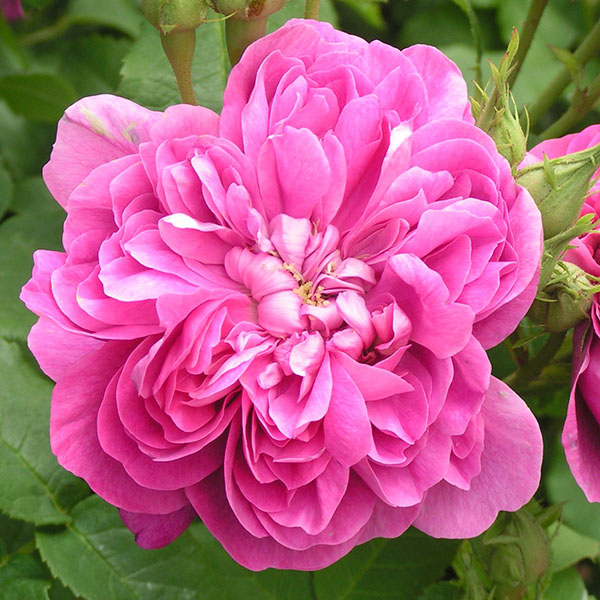 Pink Damask Flower seeds for Planting Pollinator Friendly, Heirloom & GMO Free Seeds for Home Garden seeds for planting