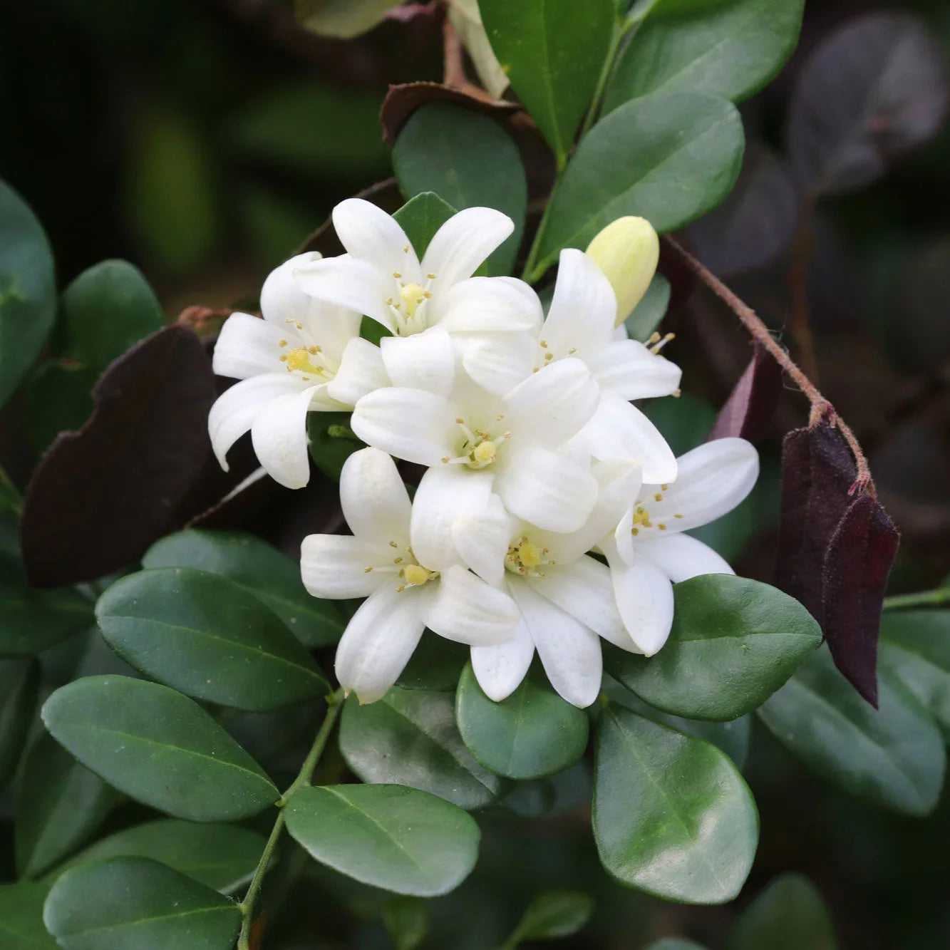 White Murraya Paniculata Flower seeds for Planting Long Bloom Season, Heirloom & GMO Free Seeds for Home Garden vegetable and garden seeds