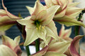 Hippeastrum Army Green Flower seeds for Planting Pollinator Friendly, Heirloom & GMO Free Seeds for Home Garden seeds for planting