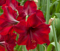 Maroon Hippeastrum Rutilum Flower seeds for Planting Garden Favorite, Heirloom & GMO Free Seeds for Home Garden seeds for planting
