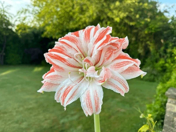 Premium White Orange Amaryllis Flower seeds for Planting Bright Blooms, Heirloom & GMO Free Seeds for Home Garden seeds