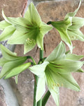 Amaryllis Flower seeds for Planting Shade Tolerant, Heirloom & GMO Free Seeds for Home Garden seeds for planting