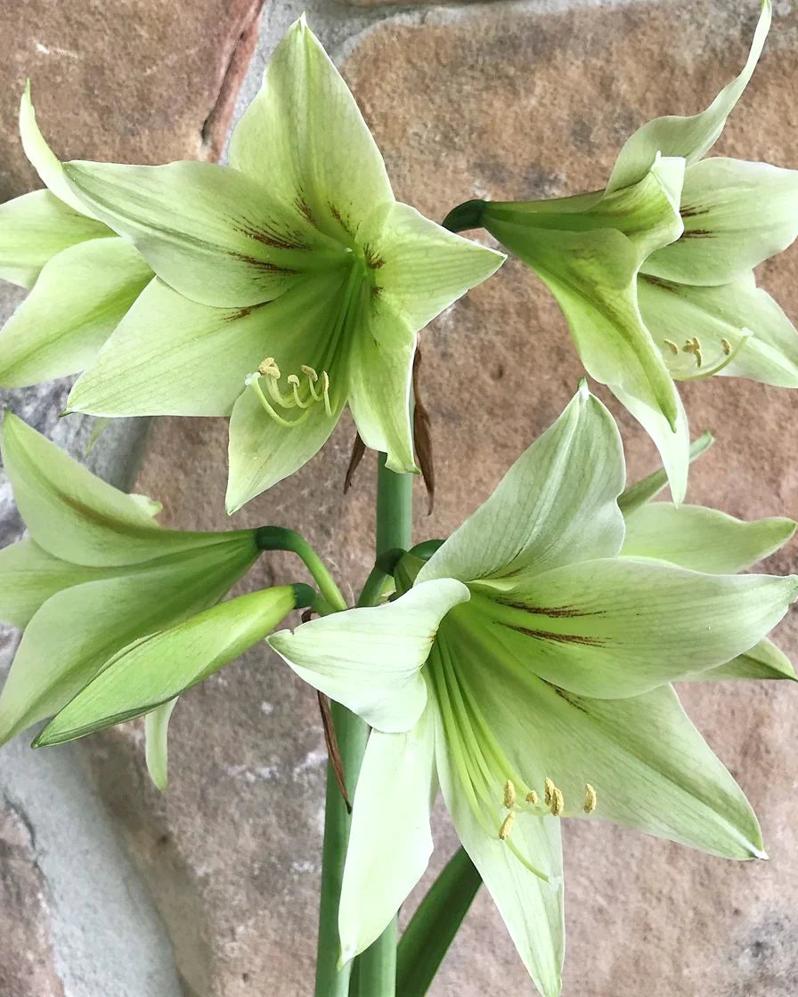Amaryllis Flower seeds for Planting Shade Tolerant, Heirloom & GMO Free Seeds for Home Garden seeds for planting