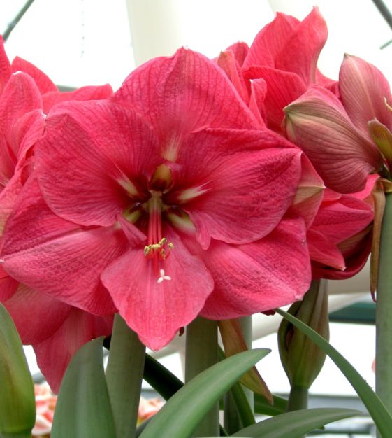 Premium Pink Echte Amaryllis Flower seeds for Planting Perfect for Borders, Heirloom & GMO Free Seeds for Home Garden seeds