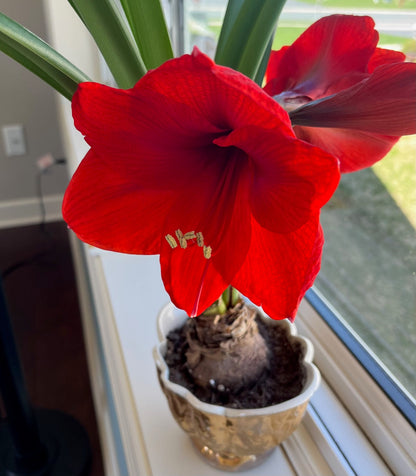 Heirloom Amaryllis Flower seeds for Planting Pollinator Friendly Heirloom & GMO Free Seeds for Home Garden