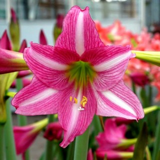 Healthy Amaryllis Barbados Seedlings