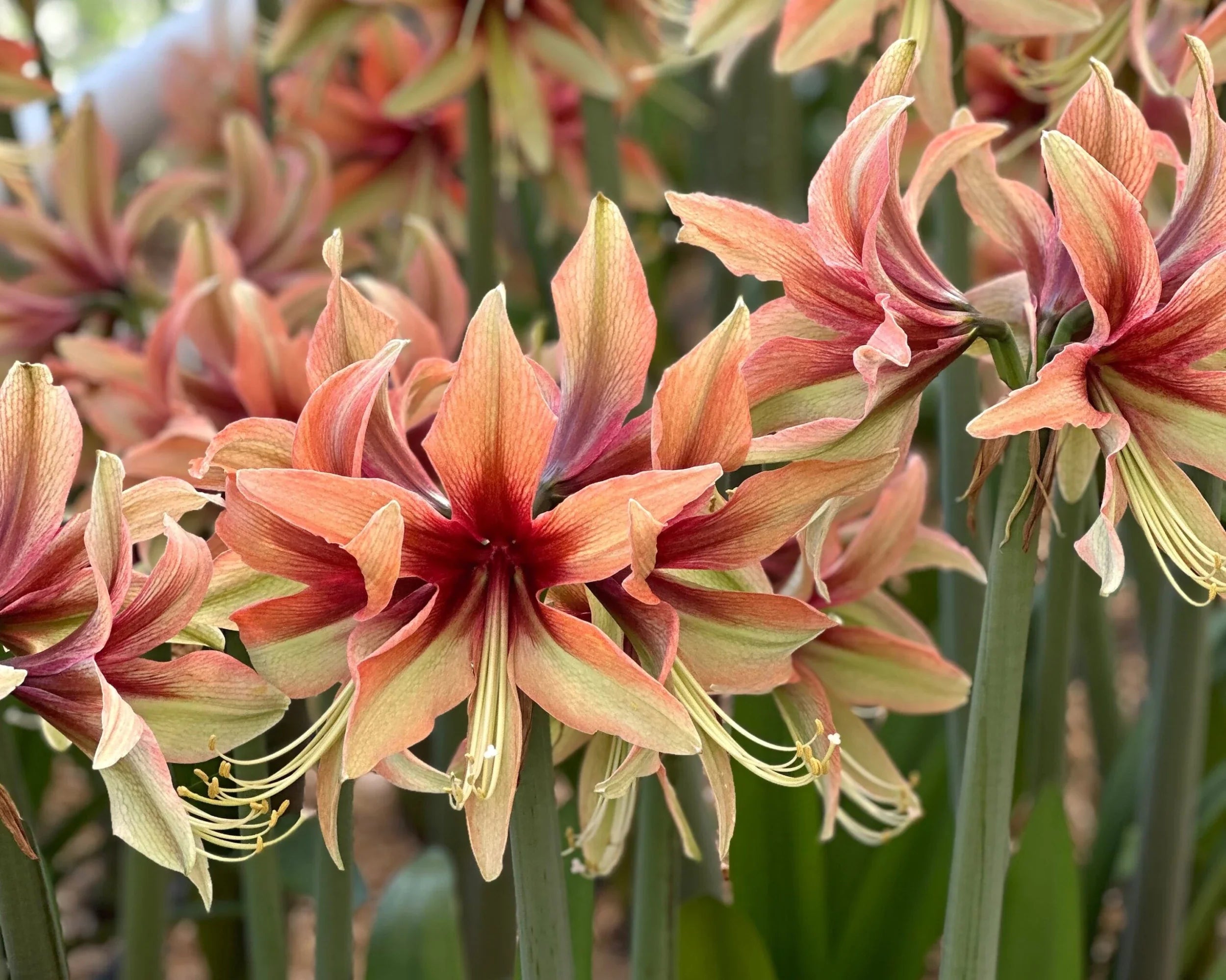 Orange Green Hippeastrum Flower seeds for Planting Cottage Garden Essential, Heirloom & GMO Free Seeds for Home Garden vegetable and garden seeds