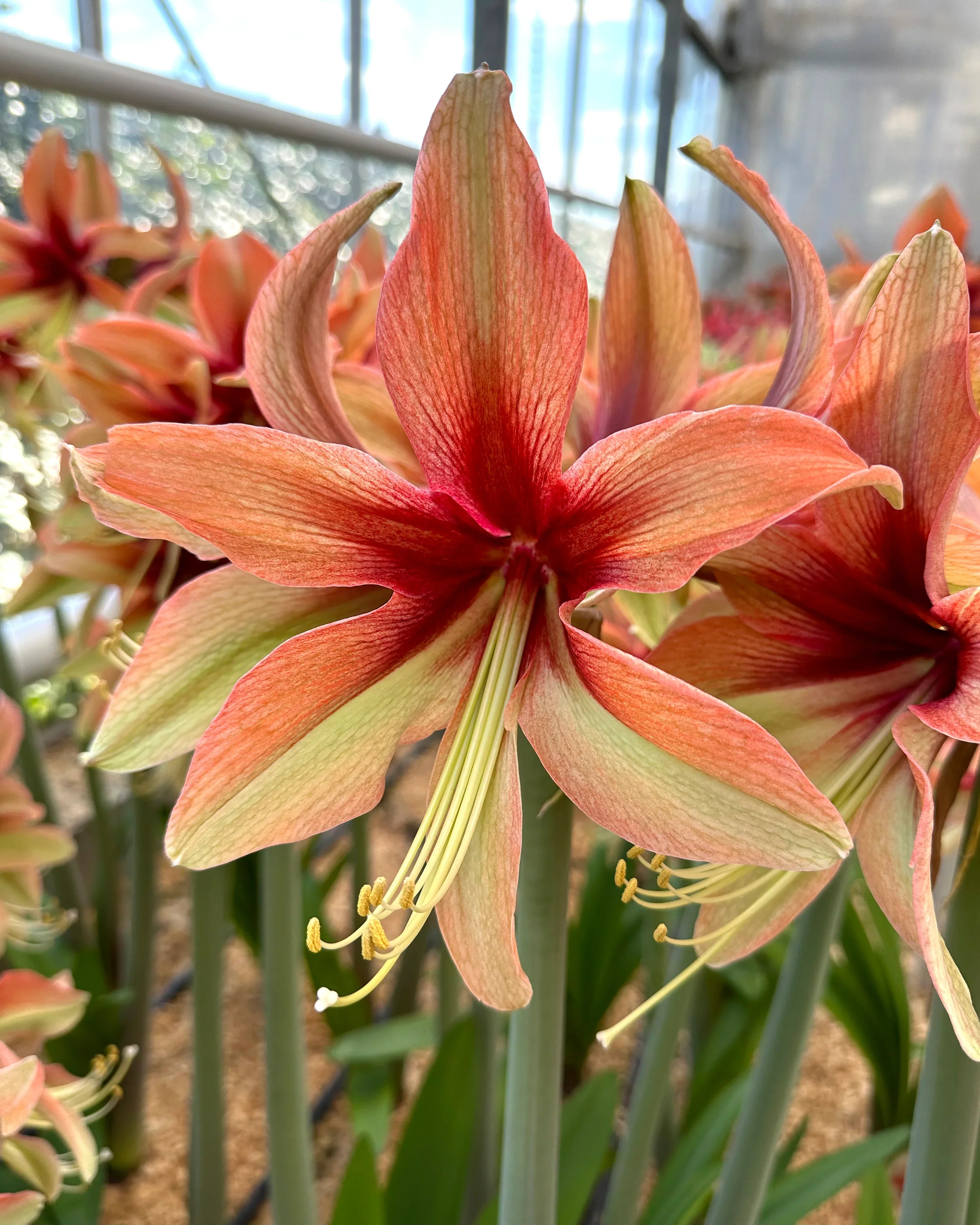 Premium Orange Green Hippeastrum Flower seeds for Planting Cottage Garden Essential, Heirloom & GMO Free Seeds for Home Garden seeds