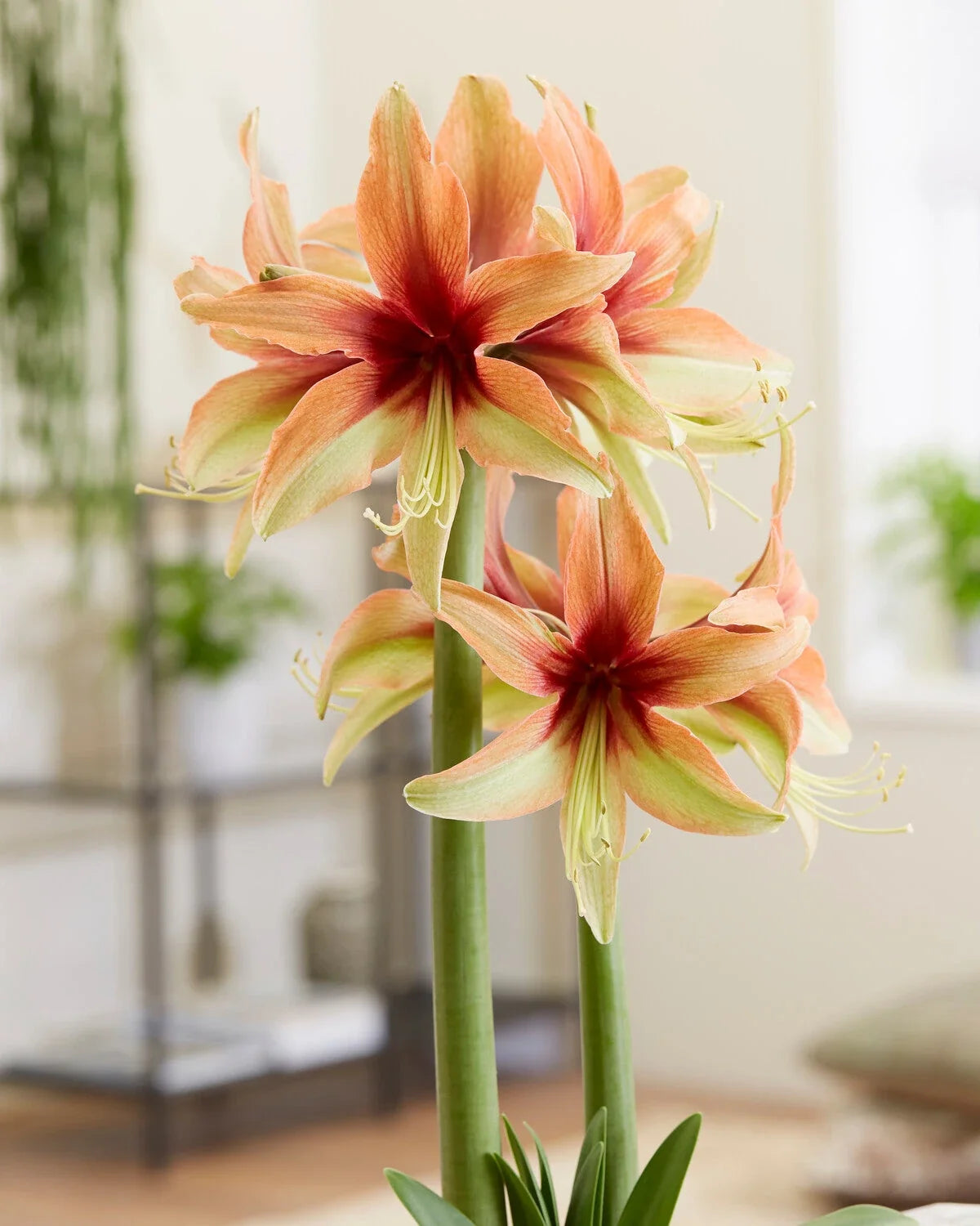 Orange Green Hippeastrum Flower seeds for Planting Cottage Garden Essential, Heirloom & GMO Free Seeds for Home Garden seeds for planting