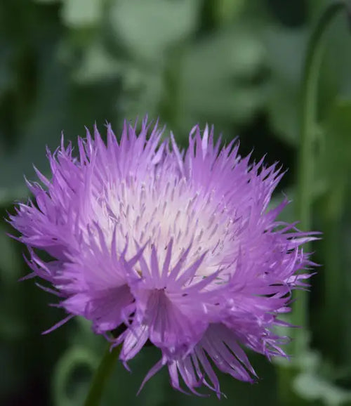 Premium Cirsium Muticum Flower seeds for Planting Drought Tolerant, Heirloom & GMO Free Seeds for Home Garden seeds
