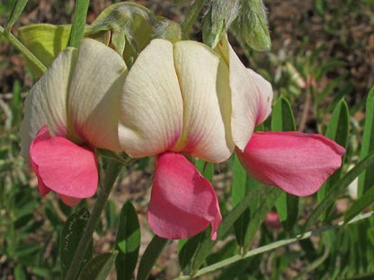 Goat's Rue Flower seeds for Planting Seasonal Bloomer Heirloom & GMO Free Seeds for Home Garden