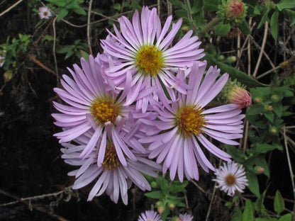Climbing Aster Flower seeds for Planting Sun Loving Heirloom & GMO Free Seeds for Home Garden