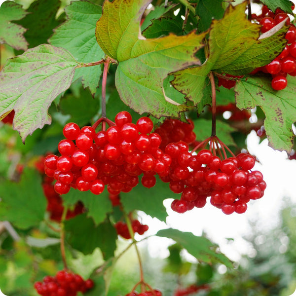 American high-bush cranberry seeds Viburnum trilobum shrub with red berries