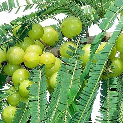 Fresh Indian gooseberry fruit close-up