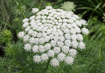 Ammi Visnage Flower seeds for Planting Shade Tolerant Heirloom & GMO Free Seeds for Home Garden