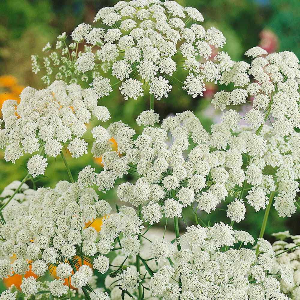 Bishop's Flower seeds for Planting Long Bloom Season Heirloom & GMO Free Seeds for Home Garden
