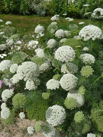Ammi Visnage Flower seeds for Planting Shade Tolerant Heirloom & GMO Free Seeds for Home Garden