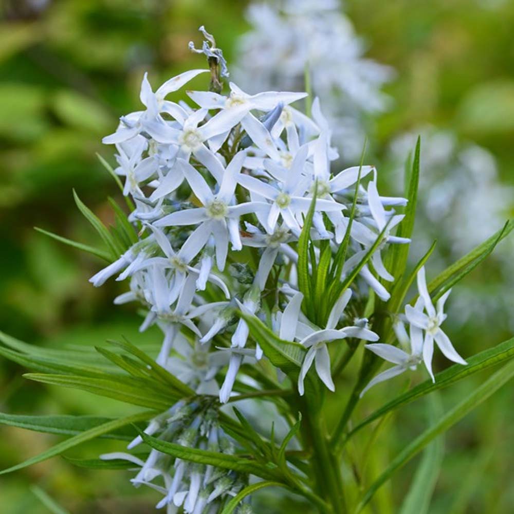 Amsonia Hubrichtii Bluestar Seeds for Planting