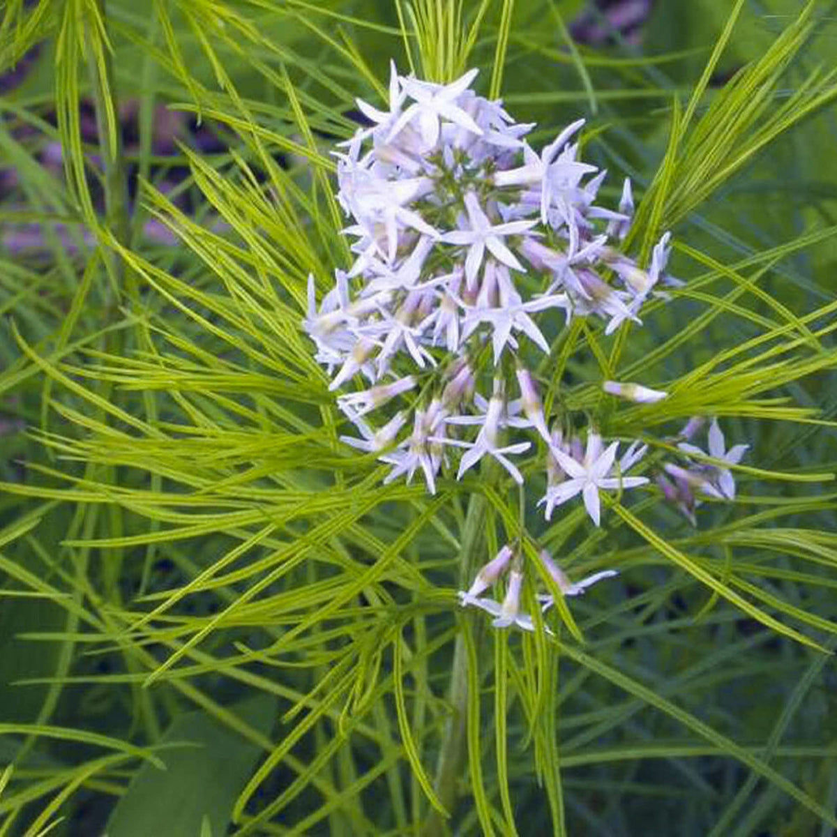 Feathery green foliage of Amsonia Hubrichtii Bluestar plant