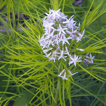 Feathery green foliage of Amsonia Hubrichtii Bluestar plant