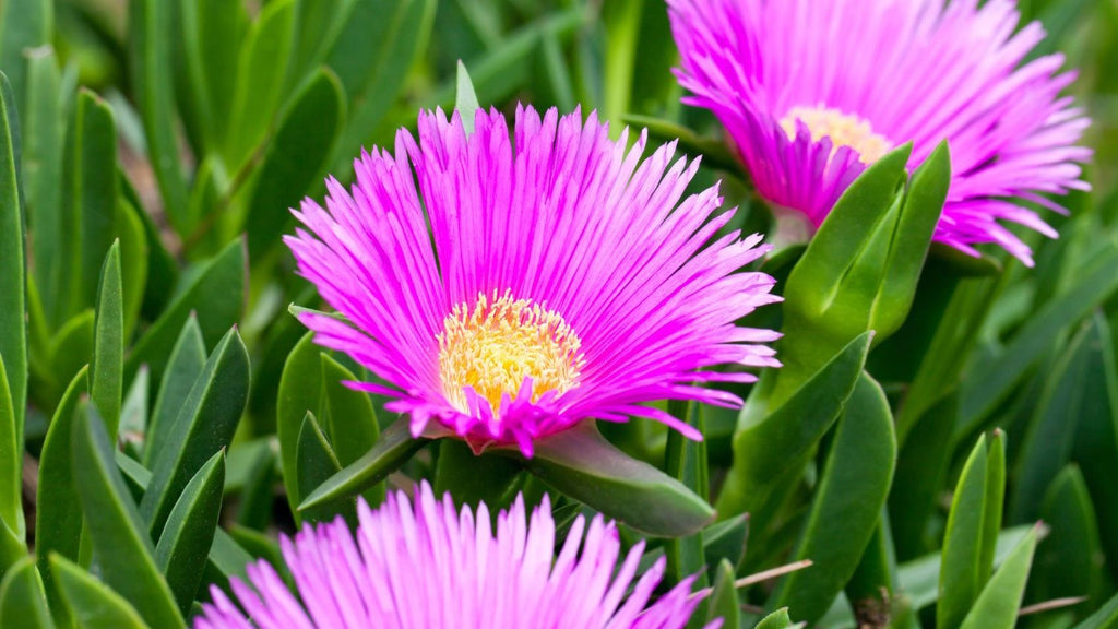 Pink Delosperma Flower seeds for Planting Vibrant Colors, Heirloom & GMO Free Seeds for Home Garden vegetable and garden seeds